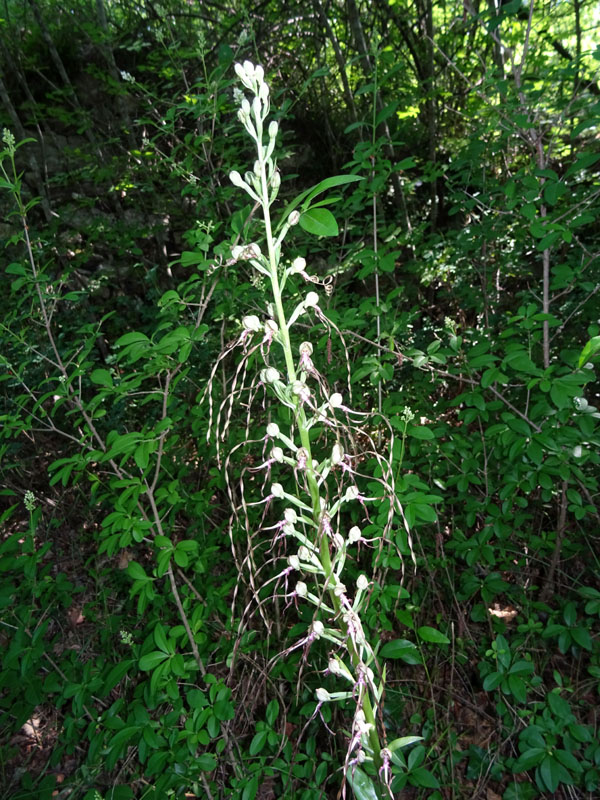 Himantoglossum adriaticum - Rovereto (TN)